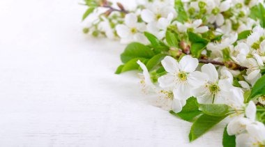 Beyaz ahşap zemin üzerinde taze yapraklar olan dallar. Kopya alanı da var. Bahar arkaplanı