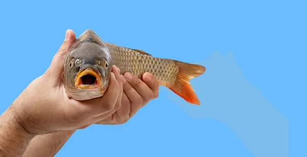 Mãos Masculinas Estão Segurando Peixes Crus Isolados Fundo Azul Com — Fotografia de Stock