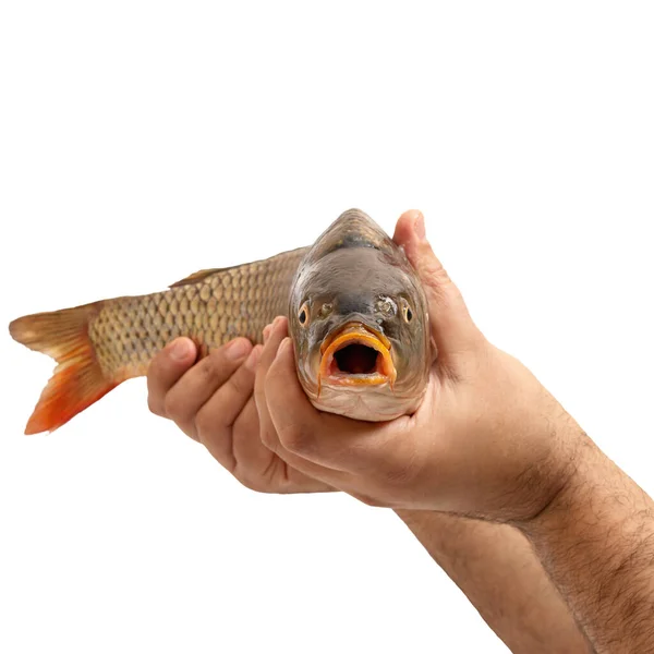 Mãos Masculinas Estão Segurando Peixes Crus Isolados Fundo Branco Uma — Fotografia de Stock