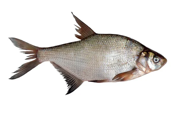 Freshly Caught Raw River Bream Fish Isolated White Background — Stock Photo, Image
