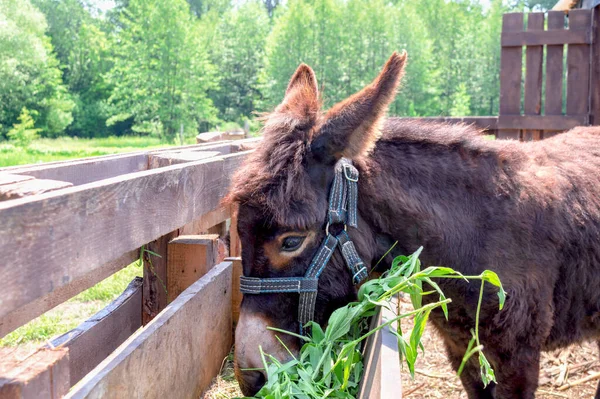 Donkey in the stable eats grass on the background of nature on a bright sunny day. Side view.