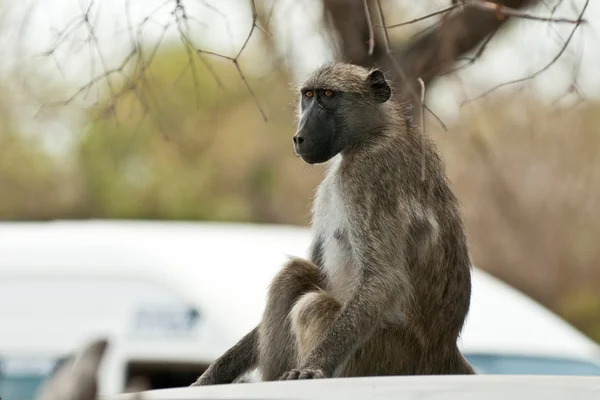 Maymun park edilmiş bir araba Kruger Park, Güney Afrika