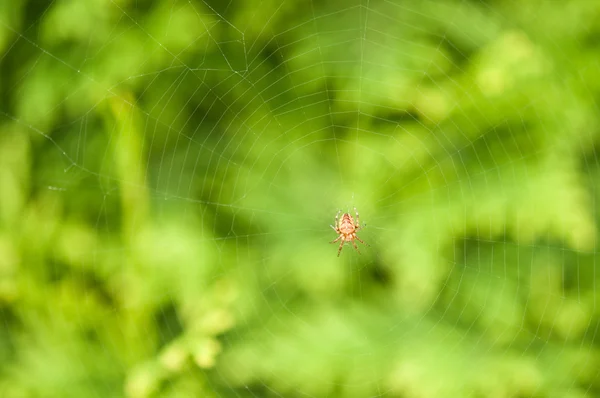 Örümcek ağacında Web arka plan bırakır