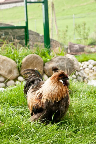 Ücretsiz aralığı tavuk arka planda taşlarla çimenlerin üzerinde