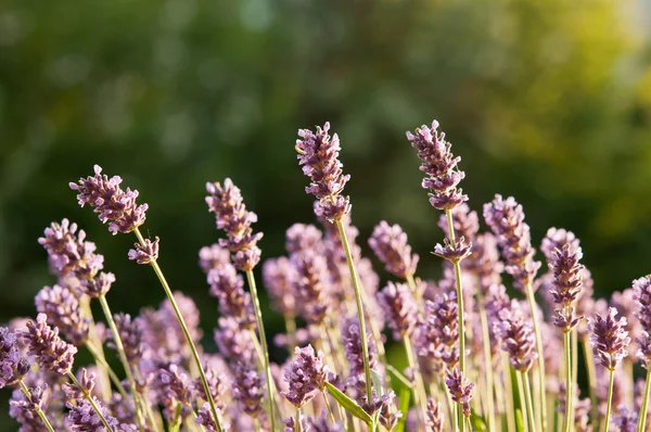 Yumuşak akşam ışığı yeşil zemin üzerine lavanta alanında. Doğal arka plan fotoğraf ile sığ derinlik-in tarla.