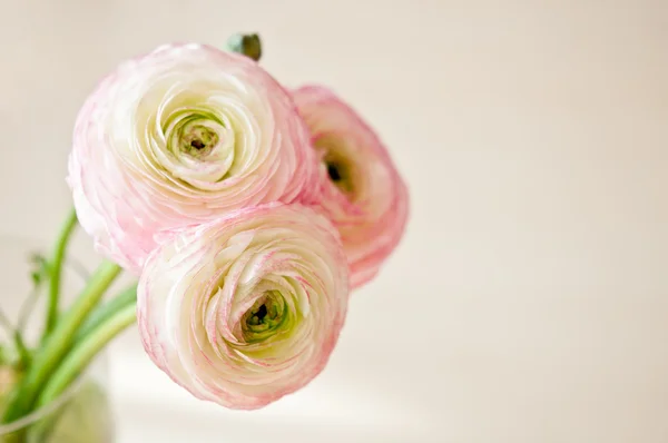 Buquê de ranúnculo em vaso nas cores pastel branco, rosa e bege . — Fotografia de Stock