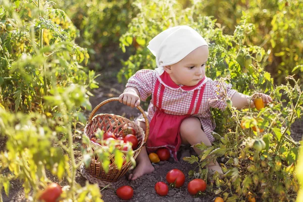 Дитина допомагає приймати врожай — стокове фото