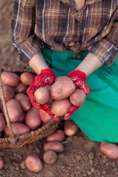 Colheita de vegetais — Fotografia de Stock