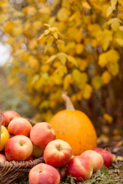 meyve ve Sebze Bahçe