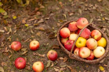 Organik meyve bahçesinde