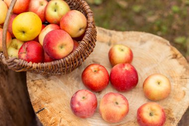 Doğa meyve kavramı.