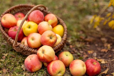 Organik meyve bahçesinde