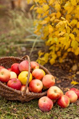 Organik meyve bahçesinde