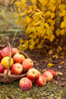 Organik meyve bahçesinde