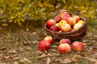 Organik meyve bahçesinde