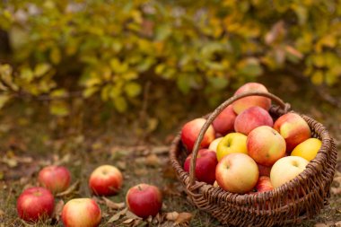 Organik meyve bahçesinde