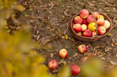 Organik meyve bahçesinde