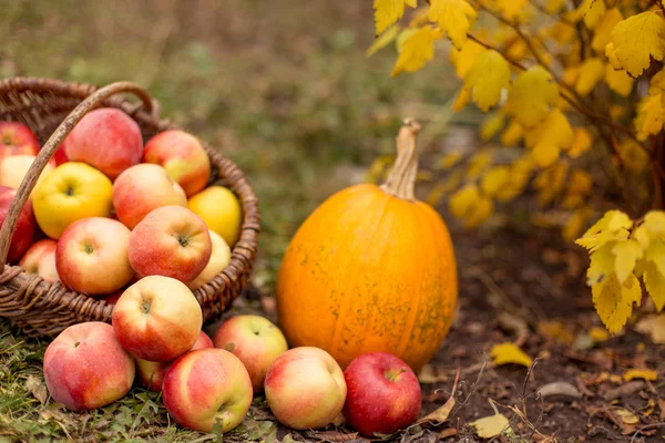 Fruit and vegetable in garden — Stock Photo, Image