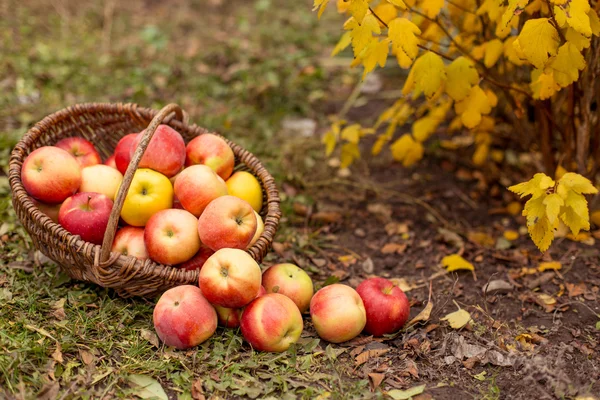 Organic fruit in garden — Stock Photo, Image
