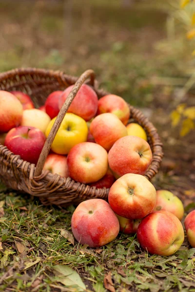 Bio ovoce v zahradě — Stock fotografie