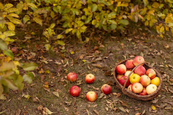 Bio ovoce v zahradě — Stock fotografie