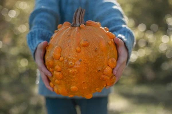 Deformed ugly orange pumpkin in a child hands.