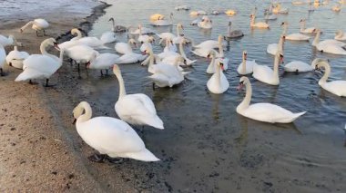 Ukrayna 'nın Dinyeper nehrinin kıyısında mısır ve tahıl yiyen bir kuğu sürüsü. Kış kuğuları