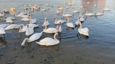 Beyaz kuğular Ukrayna 'nın Dnipro nehrinde yüzerler. Kış kuğuları
