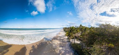 Hindistan cevizi ağaçlı tropikal plajın panoramik hava manzarası