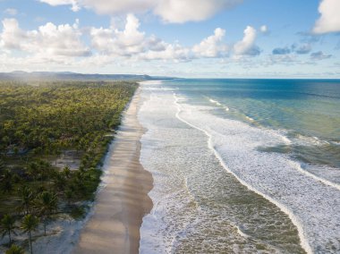 Bahia Brezilya sahilinde Hindistan cevizi ağaçlarıyla ıssız bir sahil..
