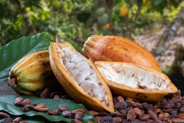Cut cocoa fruits and raw cocoa beans with defocused cocoa plantation in the background clipart