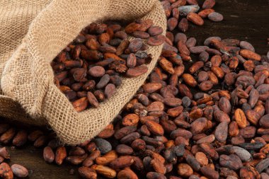 Güney Bahia Brezilya 'dan çiğ kakao çekirdekli çanta..