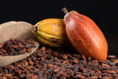 Masada kakao meyveleri ve kakao çekirdekleri var..