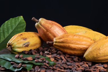 Masada kakao meyveleri ve kakao çekirdekleri var..