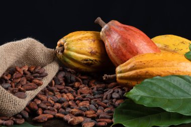 Masada kakao meyveleri ve kakao çekirdekleri var..