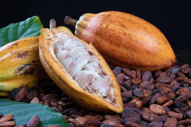 Detail of cut cocoa fruits and raw cocoa beans. clipart