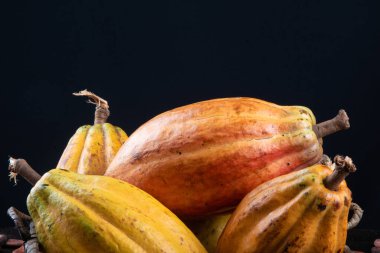 Masada kakao meyveleri ve kakao çekirdekleri var..