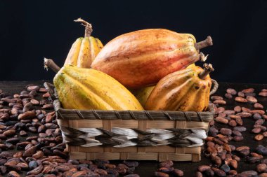 Masada kakao meyveleri ve kakao çekirdekleri var..