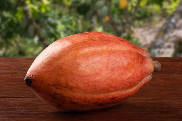 Cocoa Fruit Isolated Table — Stock Photo, Image