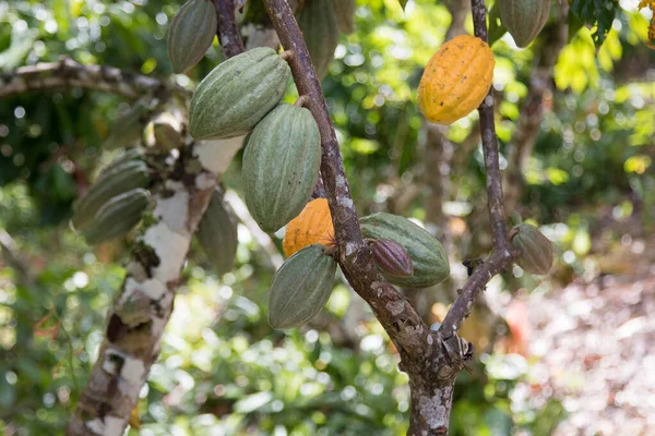 Albero Cacao Con Baccelli Cacao Nella Piantagione Cacao Ilheus Bahia — Foto Stock