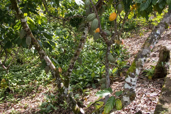 A cocoa tree with cocoa pods at cocoa plantation. Ilheus, southern Bahia, Brazil