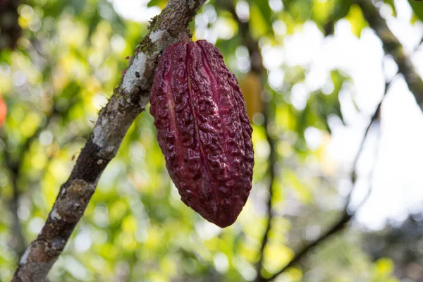 Albero Cacao Con Baccelli Cacao Nella Piantagione Cacao Ilheus Bahia — Foto Stock