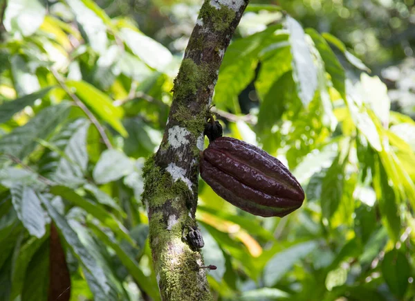 Azienda Agricola Con Piantagione Cacao Frutti Cacao Sugli Alberi — Foto Stock