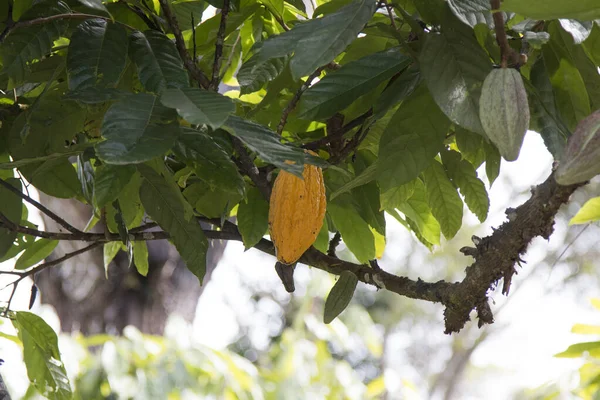 Azienda Agricola Con Piantagione Cacao Frutti Cacao Sugli Alberi — Foto Stock