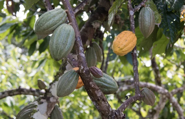 Azienda Agricola Con Piantagione Cacao Frutti Cacao Sugli Alberi — Foto Stock