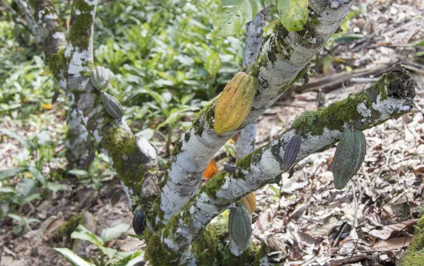 Bauernhof Mit Kakaoplantage Und Kakaofrüchten Auf Den Bäumen — Stockfoto