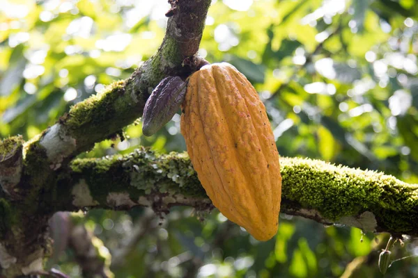 Albero Cacao Con Baccelli Cacao Nella Piantagione Cacao Ilheus Bahia — Foto Stock