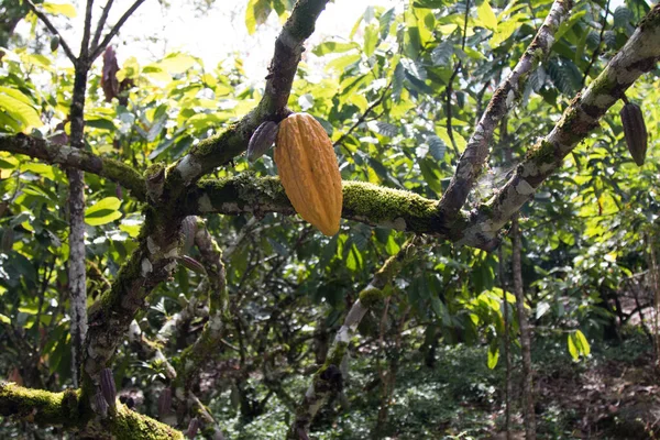 Albero Cacao Con Baccelli Cacao Nella Piantagione Cacao Ilheus Bahia — Foto Stock