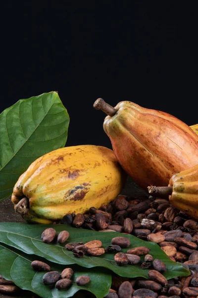 Cocoa fruits and raw cocoa beans on the table with black background.