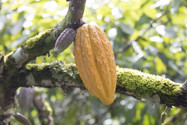 Yellow cocoa fruit in the plantation